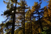 51 Larici secolari colorati d'autunno